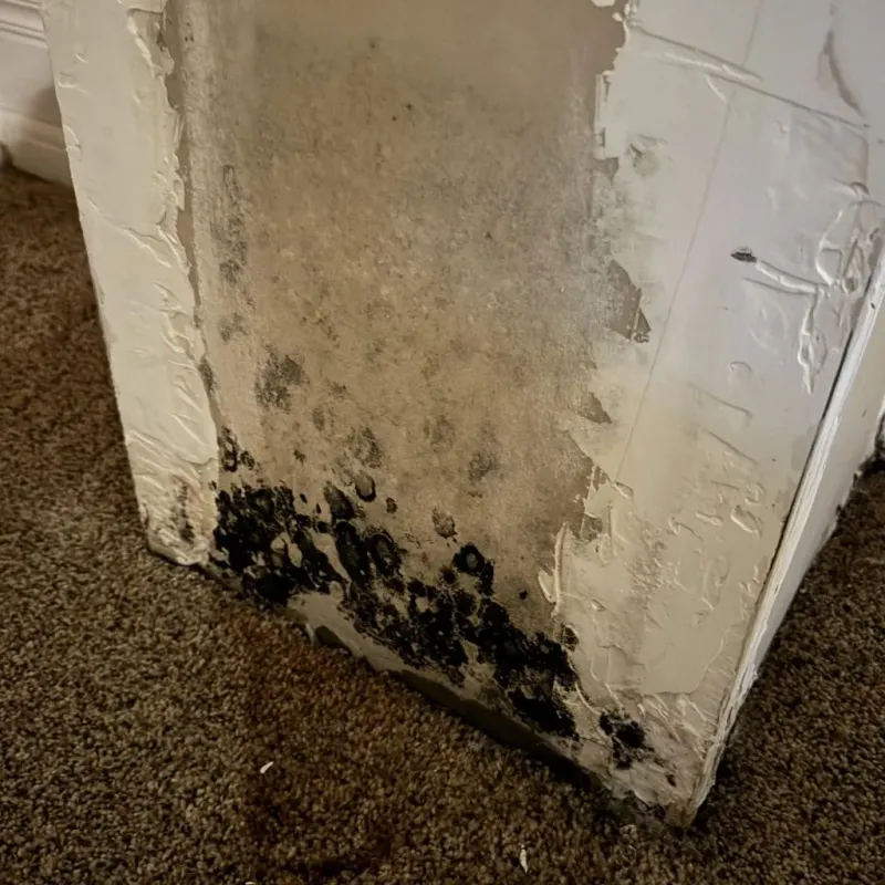 Professional Mold Removal in Wolfhurst, OH